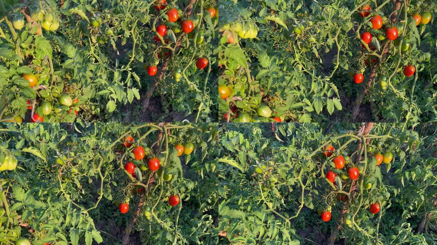 西红柿在花园里的灌木上成熟了。农业