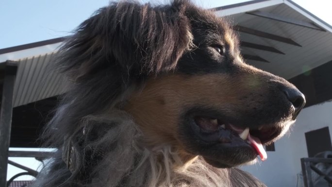 户外黑色护卫犬的特写肖像。蒙古犬或班克哈尔犬种。