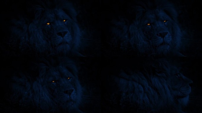 大狮子在晚上用发光的眼睛仰望