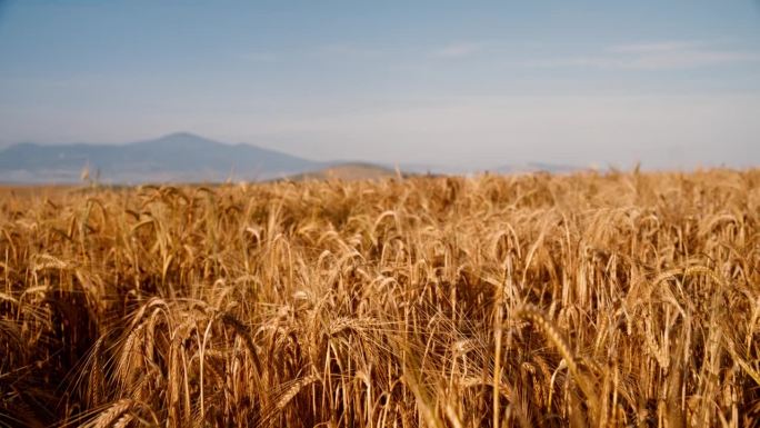 近距离拍摄生长在阳光明媚的夏日乡村的金色小麦