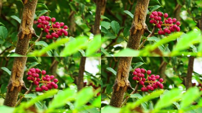 花椒树长满花椒