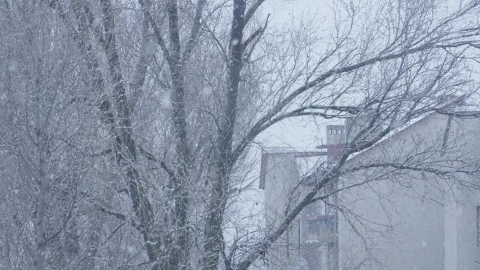 冬天的交响曲:当白雪覆盖的树木构成和谐的城市景观时，冬天的大自然拥抱着你。公寓窗外下雪了。一个梦落在
