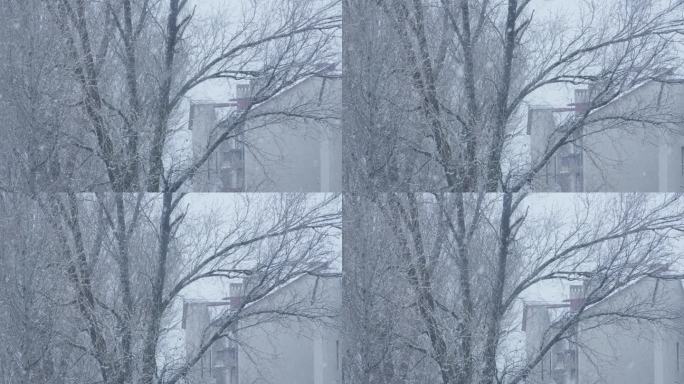 冬天的交响曲:当白雪覆盖的树木构成和谐的城市景观时，冬天的大自然拥抱着你。公寓窗外下雪了。一个梦落在