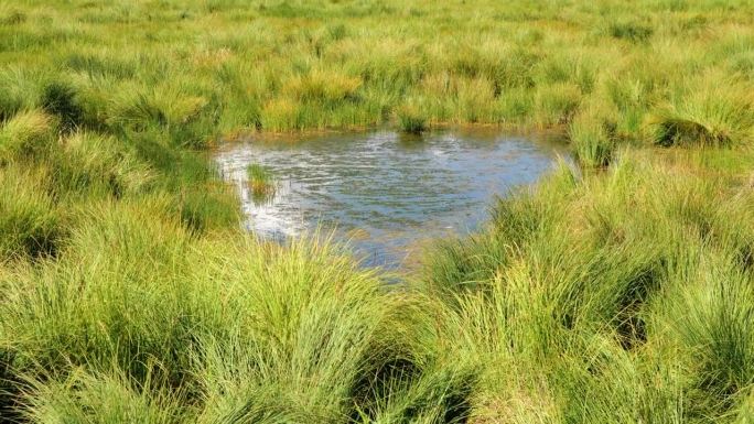 若尔盖国家湿地公园的心形沼泽