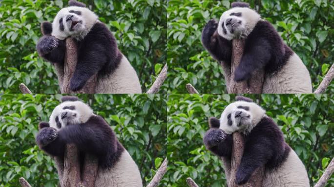 一只熊猫爬到树上玩