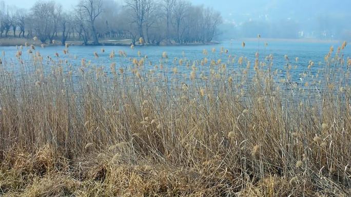 秋天，微风吹动着湖前的枯草