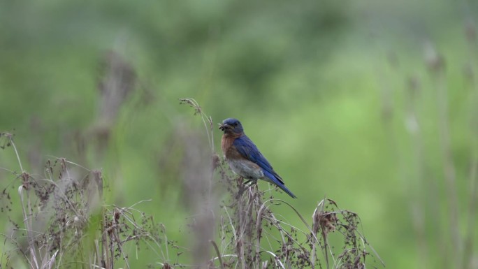 一只嘴里衔着一只昆虫的蓝鸟，栖息在田野里一棵枯死的植物上。