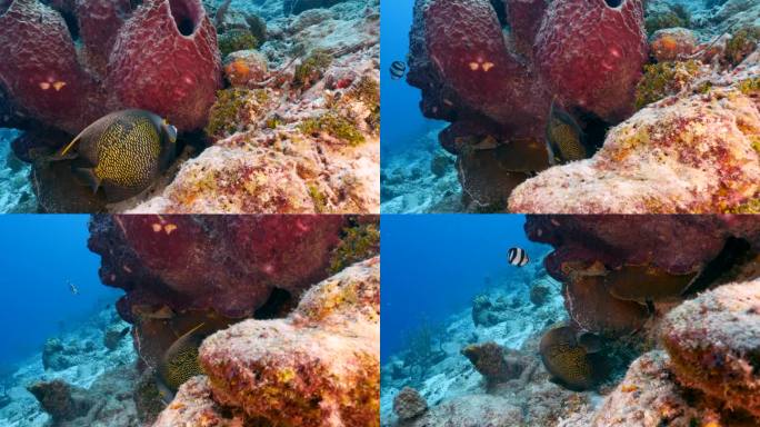 加勒比海珊瑚礁中的天使鱼