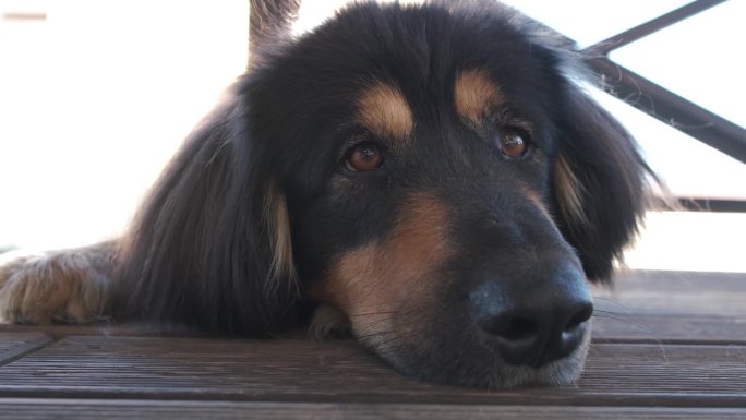 户外黑色护卫犬的特写肖像。蒙古犬或班克哈尔犬种。