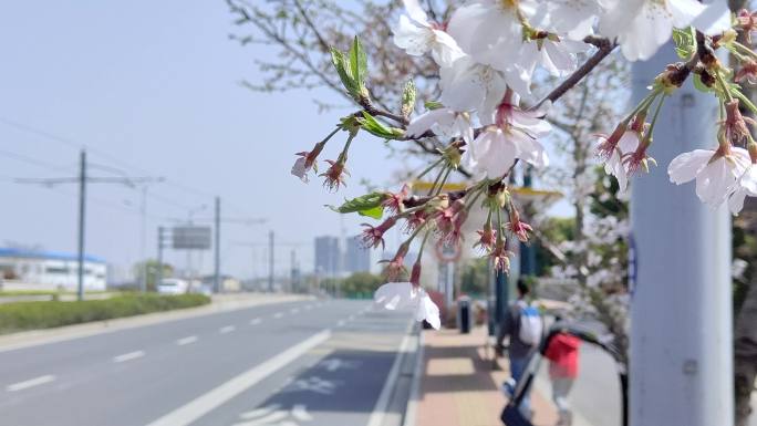 樱花特写