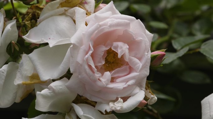 在一个潮湿的夏日早晨，粉色和白色的玫瑰丛和藤蔓在外面生长。剪辑。