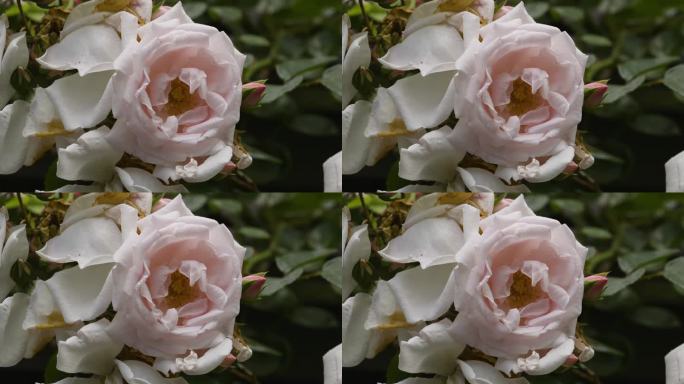 在一个潮湿的夏日早晨，粉色和白色的玫瑰丛和藤蔓在外面生长。剪辑。