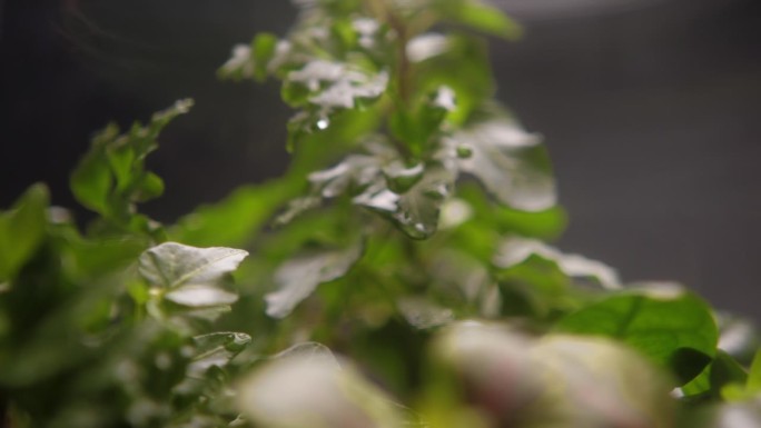绿色多肉植物生长在一个罐子极端特写。树叶背景上的水滴