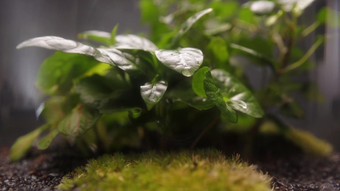 小植物和绿色苔藓生长在一个罐子极端特写。树叶背景上的水滴