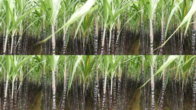 甘蔗在地里生长。甘蔗或甘蔗的特写。农业领域。