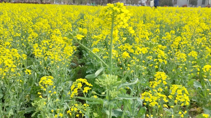 油菜花特写横向