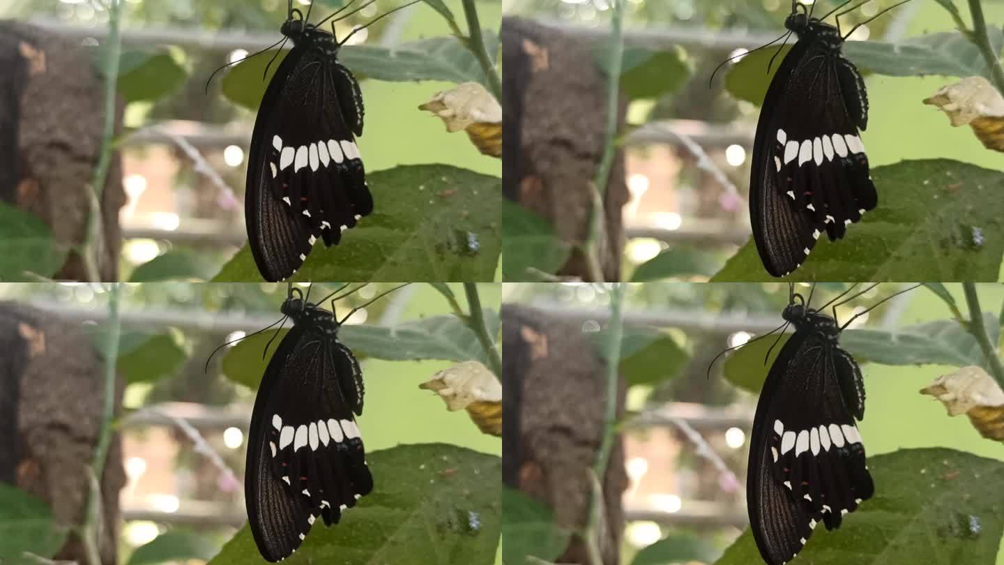 蝴蝶首先破茧而出黑色蝴蝶特写视频素材