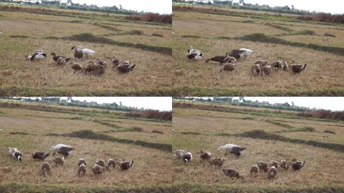 越南林东，一群越南鸭子和一只鹅在收割后的田地里悠闲地捡起剩下的大米