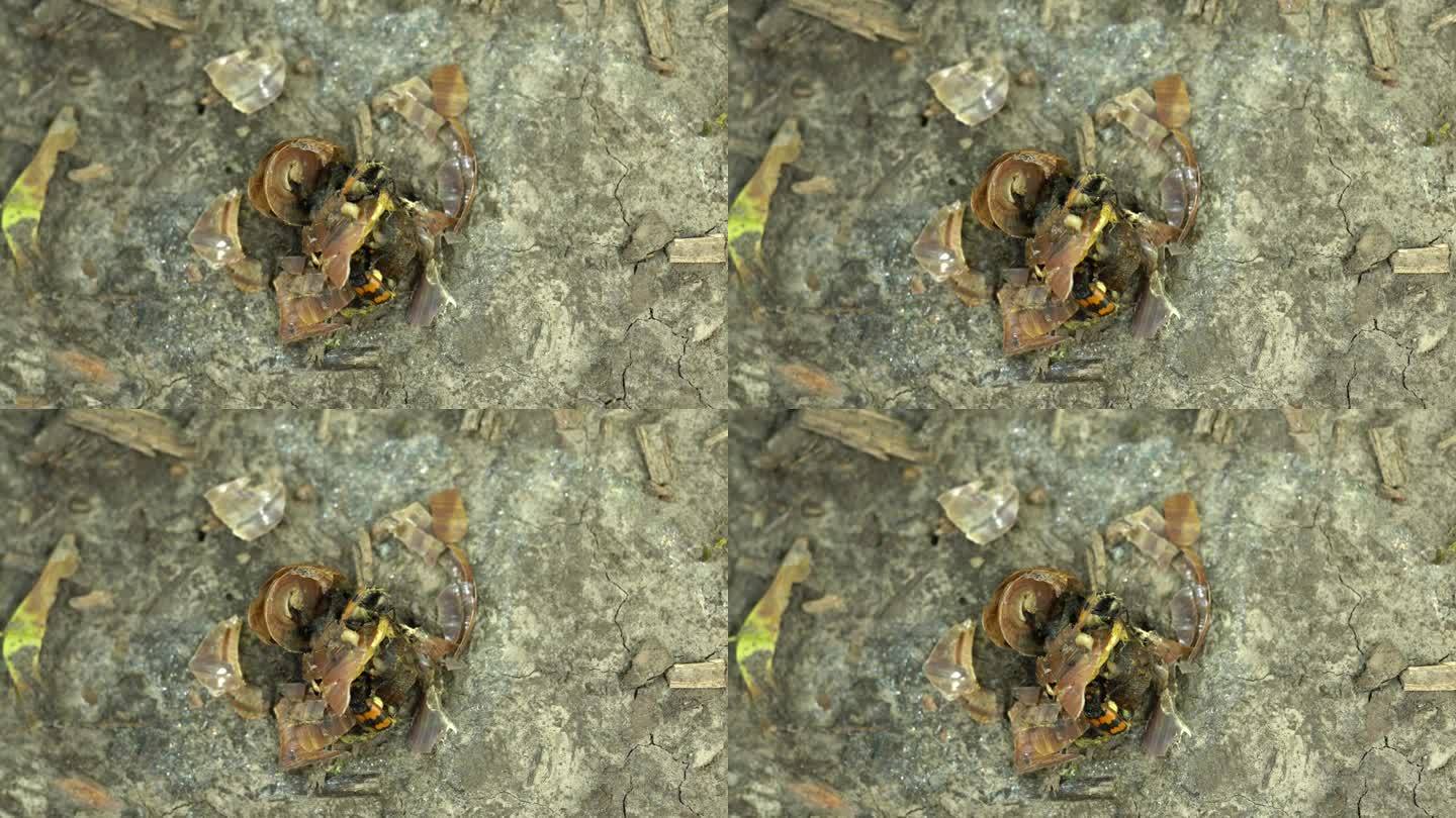 埋葬的司事甲虫和蚂蚁一起吃着压碎的蜗牛——特写俯视图。两只美洲圆颈小甲虫在一具动物尸体上。食腐动物以