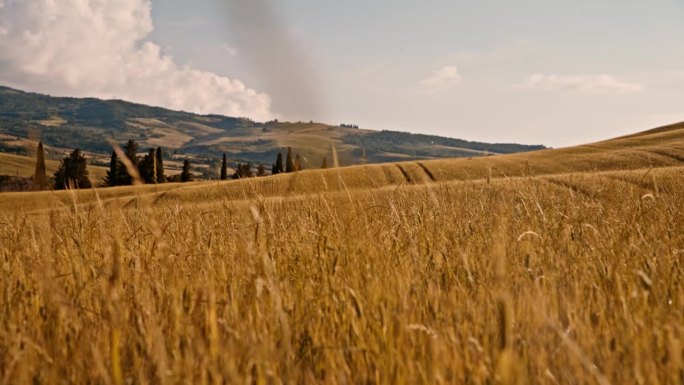 阳光明媚的金色小麦作物，田园般的夏日乡村，托斯卡纳