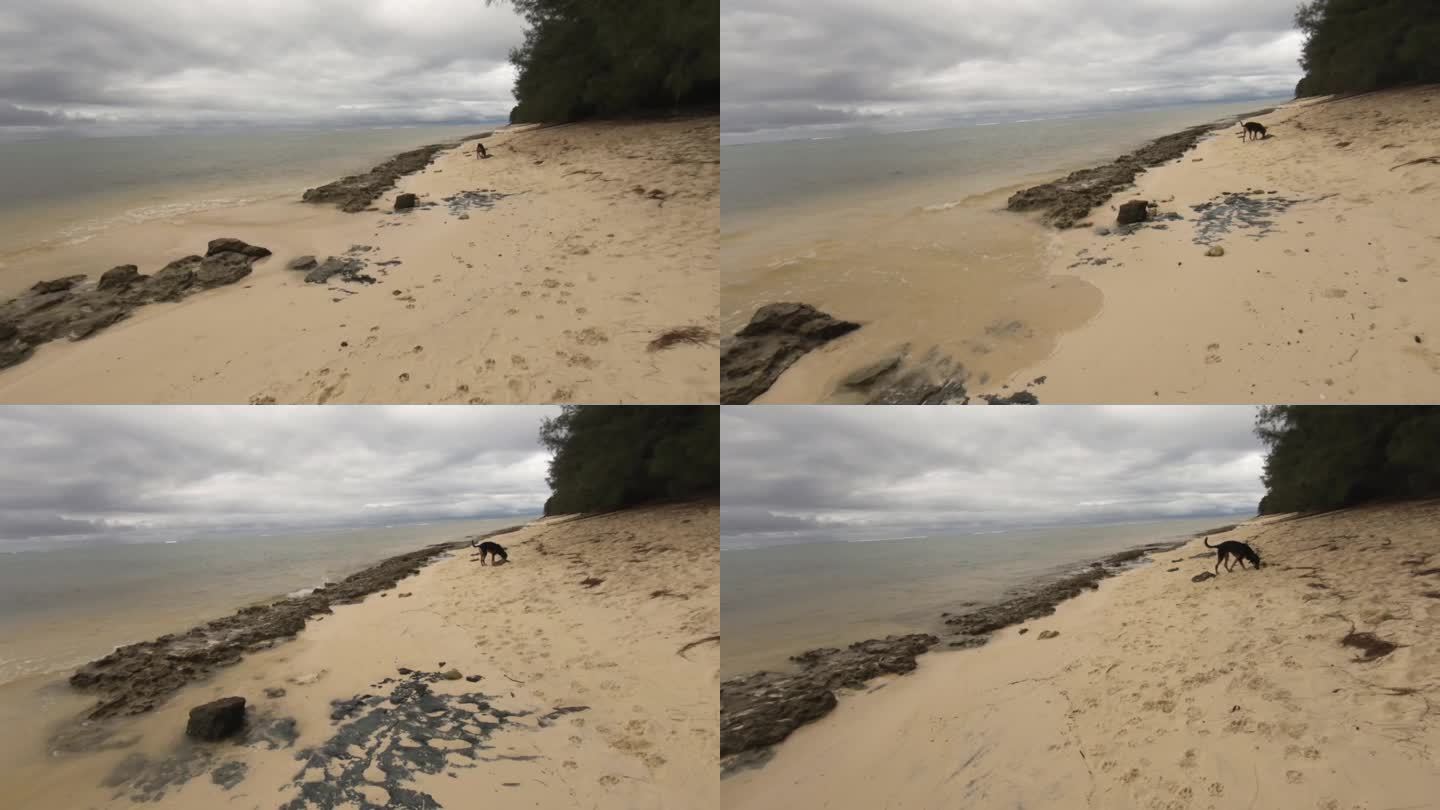 走到一条狗嗅在沙滩上寻找的东西与波涛汹涌的海洋盐海水冲击湍流到珊瑚岩岸在阴阴云景的白天时间看出来