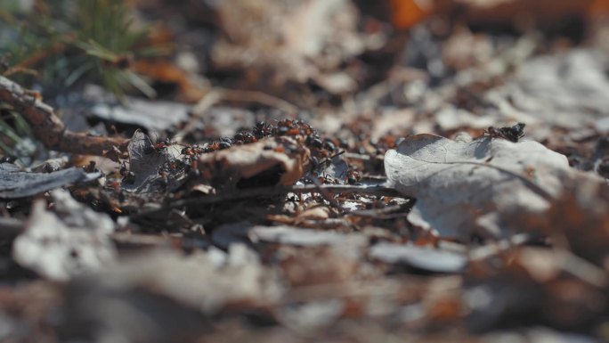 一群棕蚁在覆盖着干枯腐叶的森林地面上探险。近景视差视频。散景背景