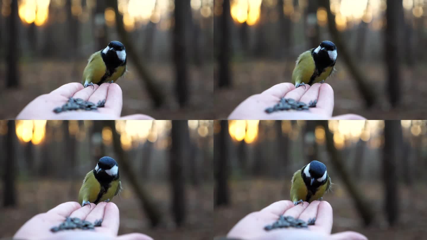 小山雀在少女的臂弯里吃着饭，背景是模糊的夕阳。小山雀在秋天从一只雌性的手上啄食。一个女人在森林里给可