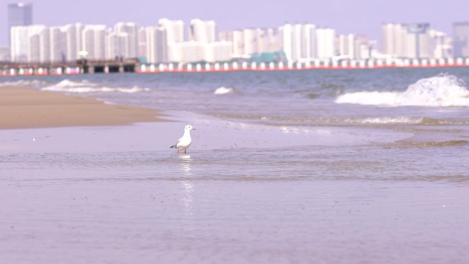 海边的海鸥