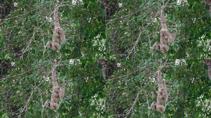 在泰国考艾国家公园内，这只白手长臂猿正挂在一根小树枝上，忙着挑选和吃树上成熟的果实。