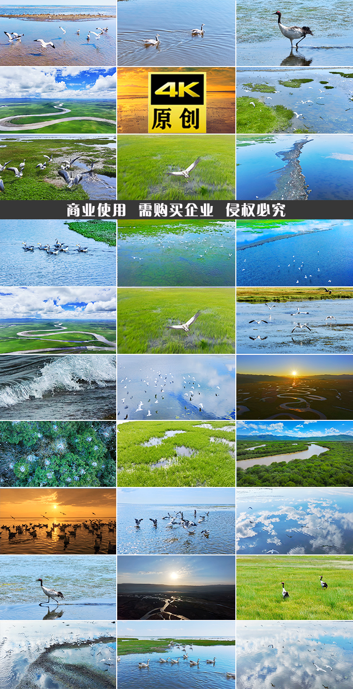 鸟飞湿地候鸟黄河海鸥动物飞鸟生态鸟白鹭飞