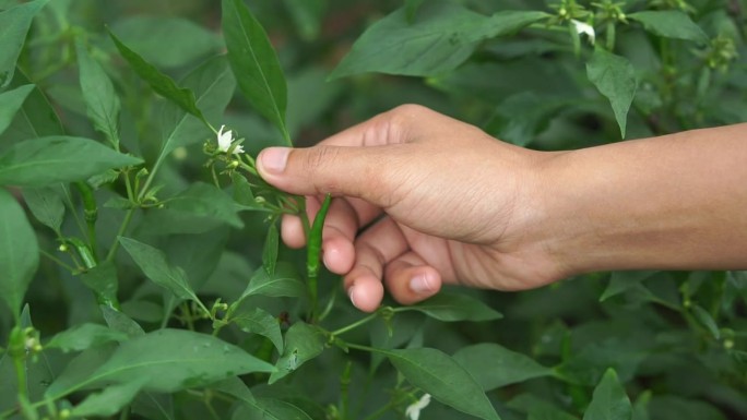 一名妇女在花园里采摘辣椒，用来烹饪有机蔬菜