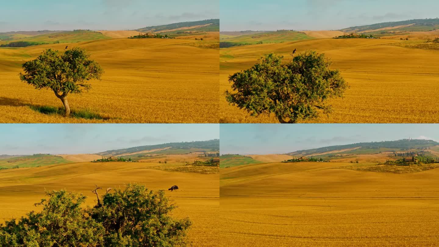 在田园诗般的乡村风景中，金色的小麦作物中有一棵孤零零的树