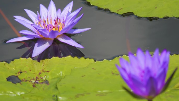 湖上的一朵莲花