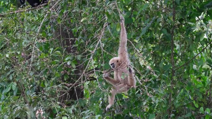 在泰国考艾国家公园内，一只白掌长臂猿在树上从一根树枝爬到另一根树枝上时，正在选择和吃成熟的水果。