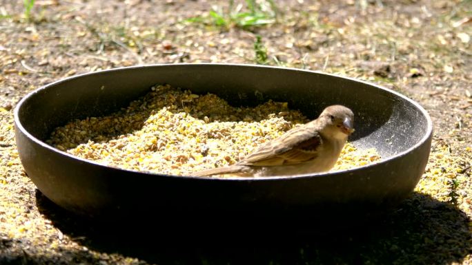狡猾的麻雀在农家院里偷吃鸡的食物，4k慢动作，60fps