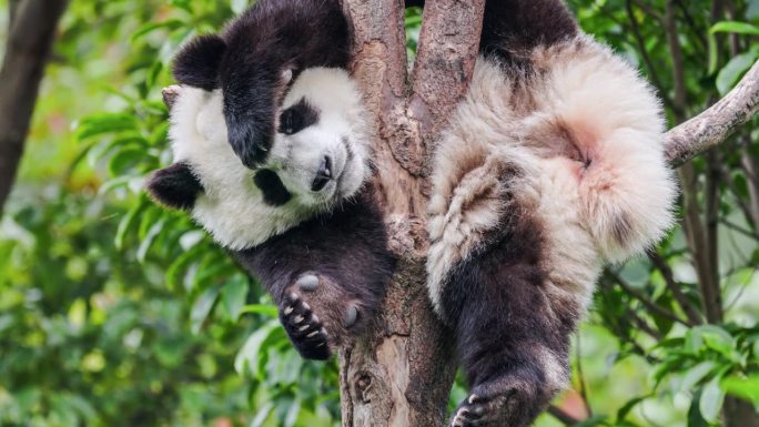 一只熊猫爬到树上玩