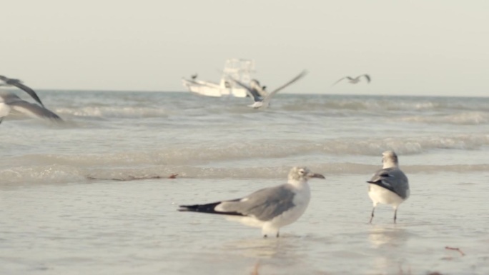 沙滩上的海鸥海滩海鸥觅食