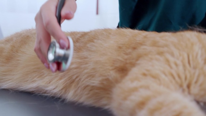 年轻的亚洲女兽医在医院动物检查猫，特写手医生或护士检查猫的疾病，用听诊器听心跳，动物医疗。