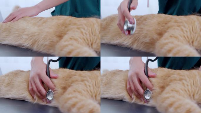 年轻的亚洲女兽医在医院动物检查猫，特写手医生或护士检查猫的疾病，用听诊器听心跳，动物医疗。