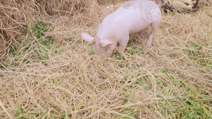 迷你猪在干草上玩耍和奔跑，家庭农场