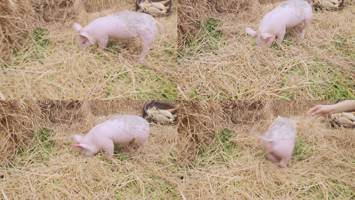 迷你猪在干草上玩耍和奔跑，家庭农场