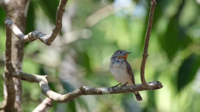 在泰国考艾国家公园里，一只栖息在空中的红喉捕蝇鸟正环顾四周，镜头缩小到画面左侧。