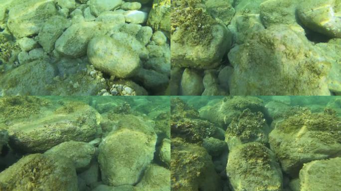 在地中海干净的海水下，海底的藻类和礁石在石头上上升，水下生物随着温度的升高而变化