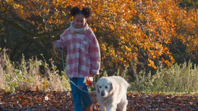 女孩在秋天的乡村遛宠物金毛猎犬