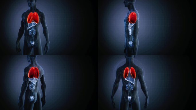 人体呼吸系统特效合成身体脏器器官