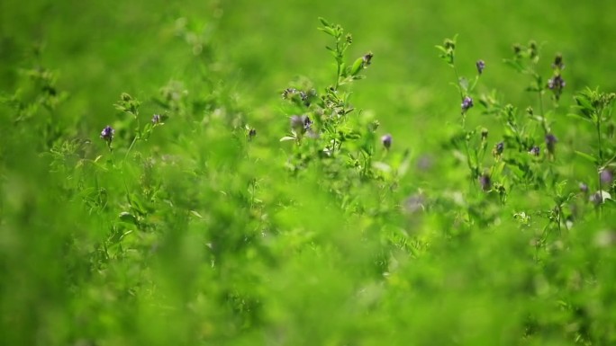 夏天的紫花苜蓿种植园，植物随风摇曳