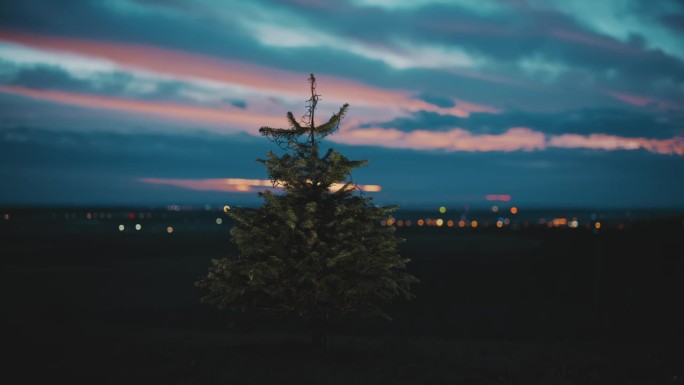 黄昏时户外的圣诞树