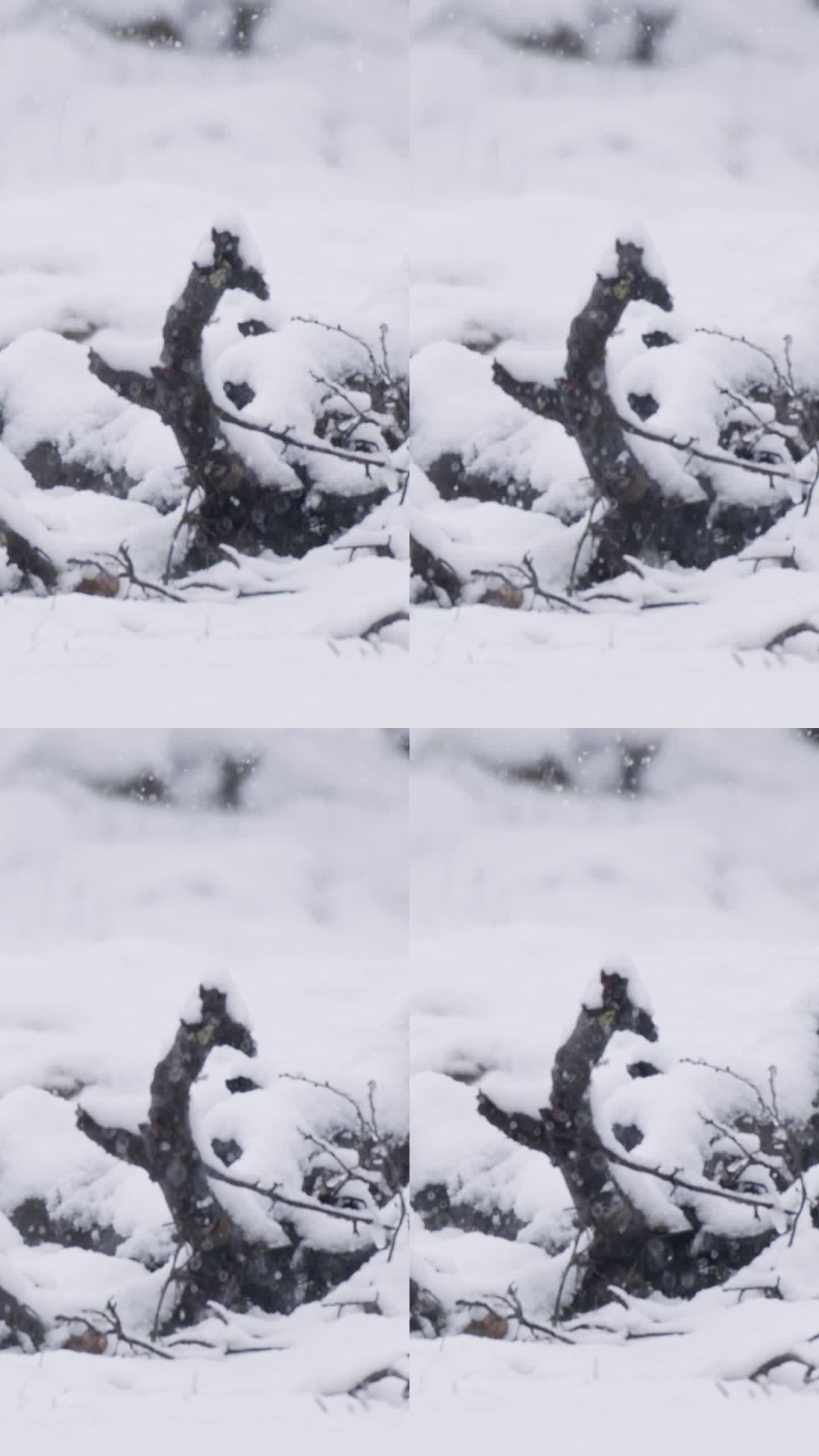 垂直视频-在茂密的森林里，大雪落在树上的慢动作