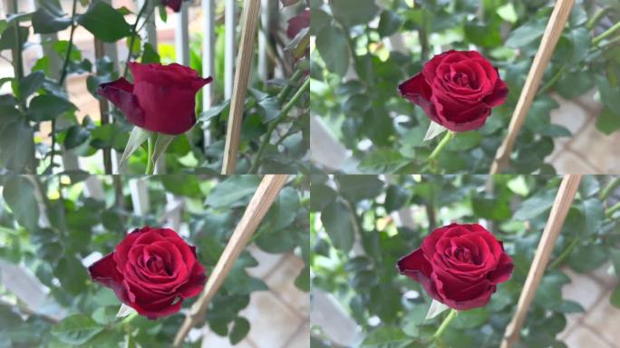 红色巴卡拉玫瑰，无刺植物