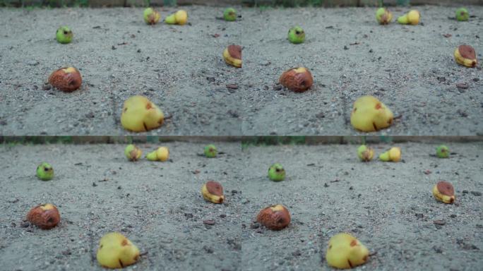 掉落的梨子烂在房子后院里的鹅卵石上。